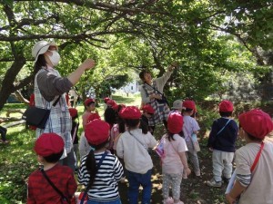 少ウサギ　畑　虫花探し (1)